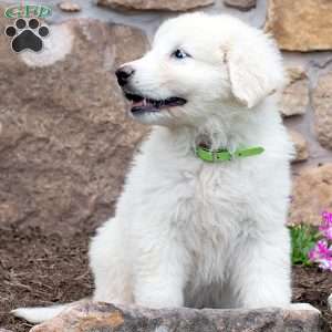 LINCOLN, Maremma Sheepdog Puppy